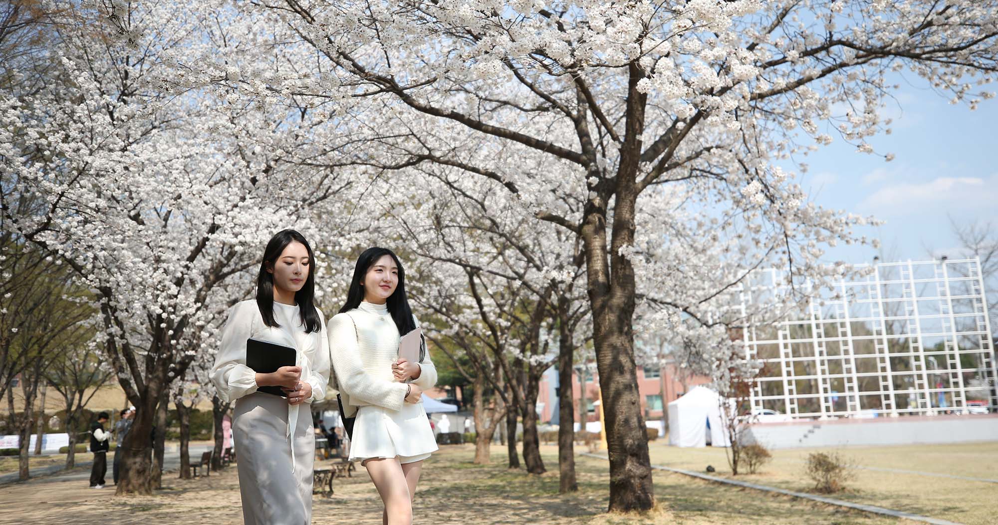 캠퍼스 봄꽃으로 물들다
