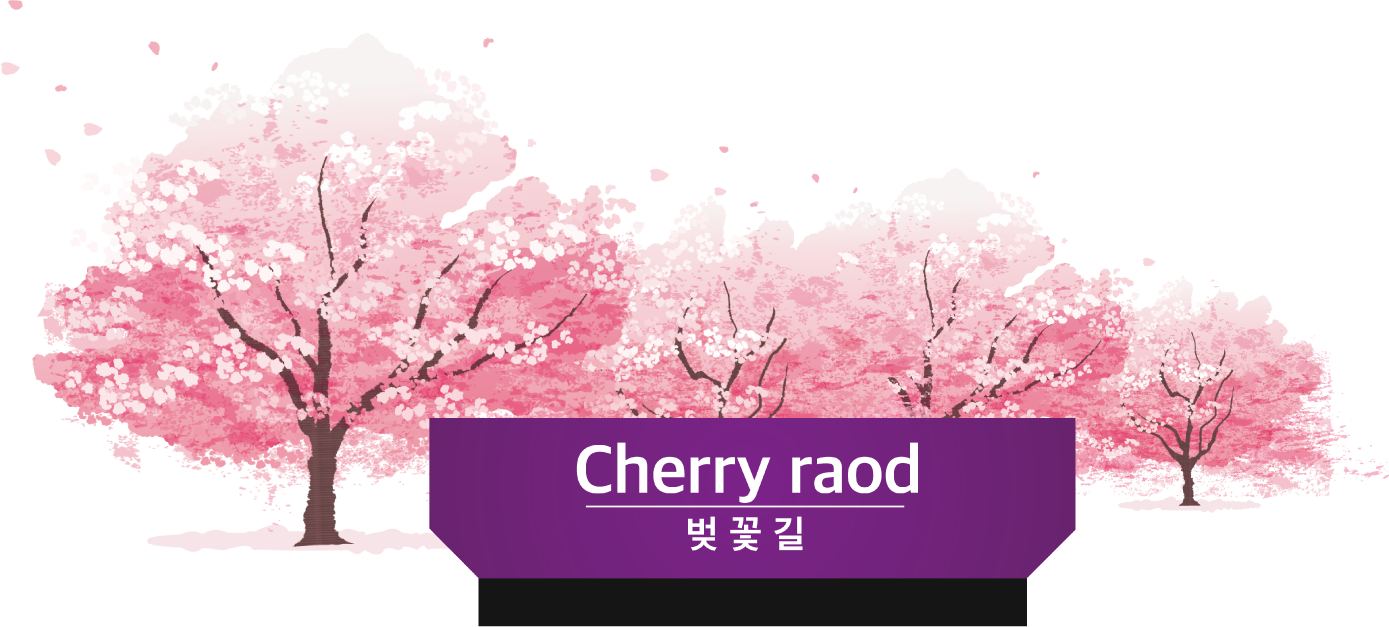 Cherry road 벚꽃길